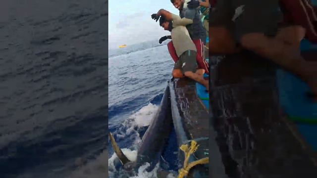 Longline Commercial Fishing Boat Catching Swordfish In Deep Sea ||Fishers King YouTube Channel