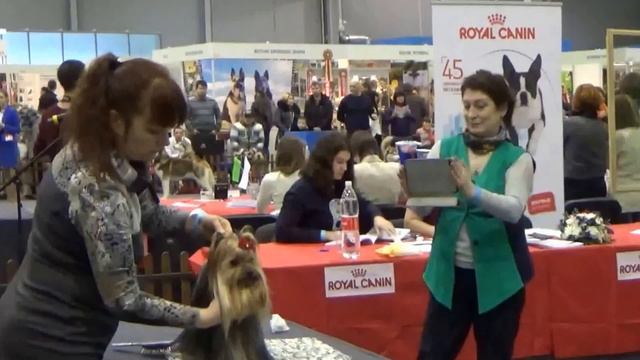 кобели открытый