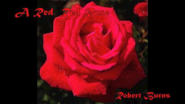 A Red Red Rose a poem by Robert Burns with harmonica accompaniment.