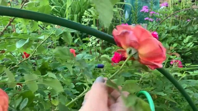 Роза Алоха (Aloha) после дождя.