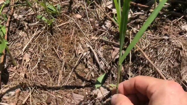 Real World Giant Miscanthus - Screening For Deer - FOLLOW UP VIDEO