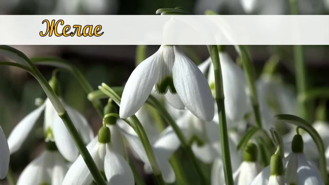 С праздником 8 Марта! С Международным женским днем!