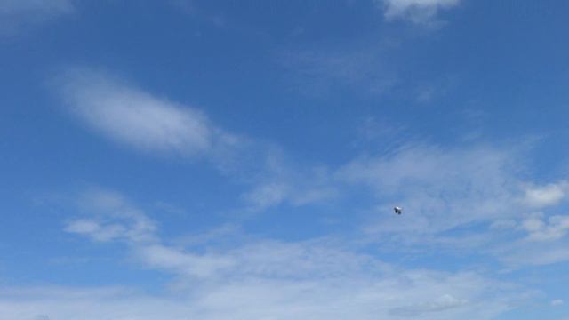 Аисты над лиманом