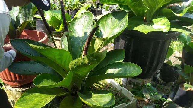 TANAMAN ANTHURIUM DISINI UKURANYA JUMBO || PAK BUDI