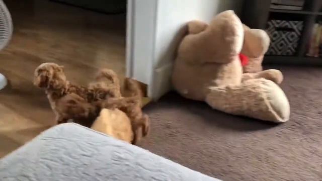 Petunia, 10 Week Old Mini Poodle Puppy