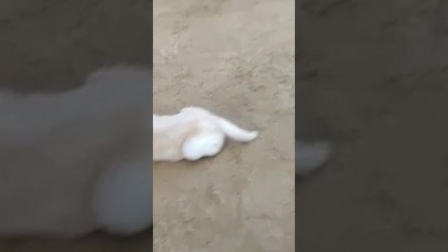 Low Price Labrador Male Female Puppy Sale Call 7878816302 #RATHOREKENNELVSR #Labrador