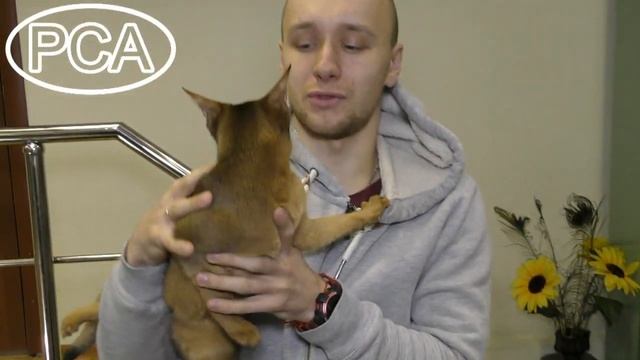 Абиссинская кошка. Выставка кошек PCA On-line