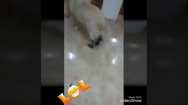 Funny Dogs забавные животные золотистый ретривер Funny Golden Retriever Dog Funny Dogs лабрадор