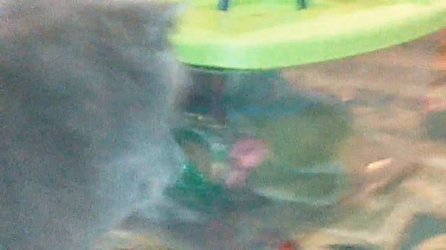 Котик Шелд шалит и роет