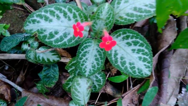 Silver Leaf Flame Violet Flower Plants | Episcia Cupreata