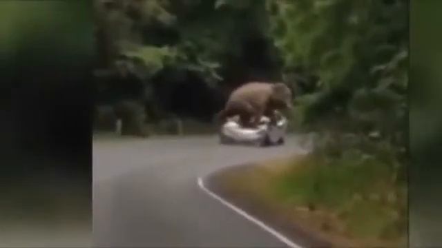 Взбешенный слон, в хлам превратил машину с туристами в национальном парке Таиланда