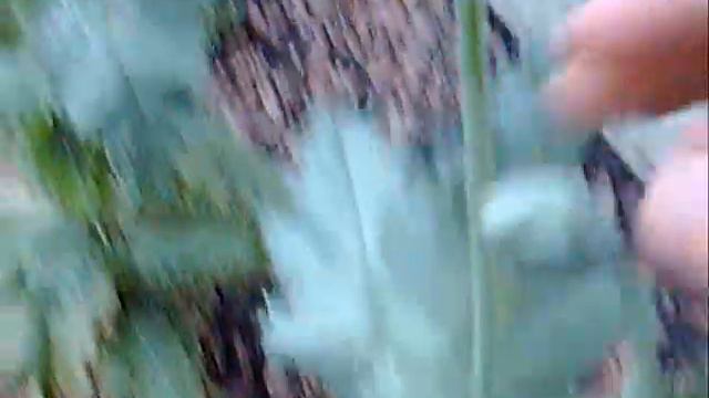 Poppy Video 4 Tasmanian Persian Blue Dutch Oval (papaver Somniferum)