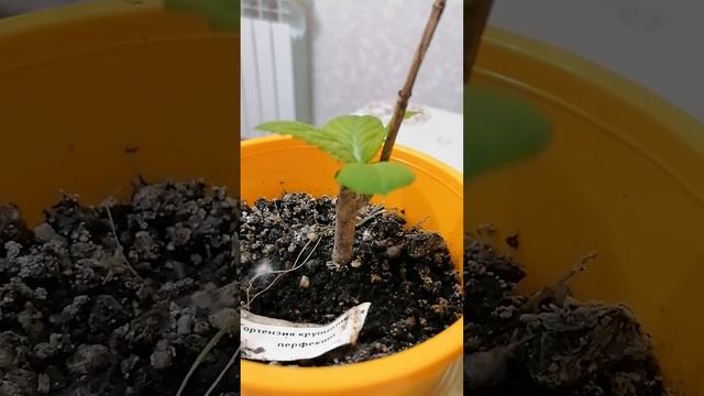 Гортензия Ника Блю Перфекшен Грюнес Гевольт.