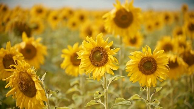 FALL ASLEEP FAST BEAUTIFUL FLOWERS BUDS BLOOMS AND BLOSSOMS MEDITATION MUSIC FOR NATURE THERAPY