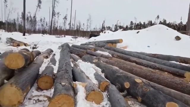 СУХОСТОЙНАЯ СОСНА КЕЛО. Северная сосна