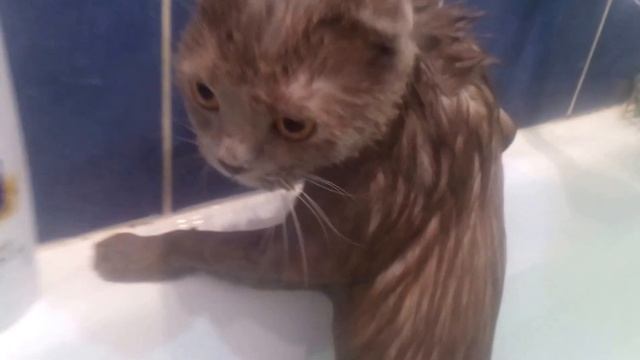 Купание шотландской кошки