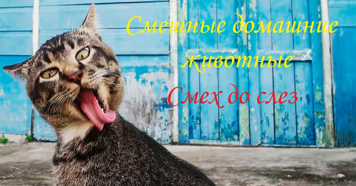 Смешные домашние животные, приколы с котами, приколы с собаками.