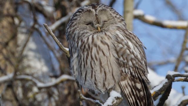 Длиннохвостая неясыть (январь 2023). Canon 90d & Sigma AF 150-600mm F5-6.3 DG OS. Сinematic 4K Vide