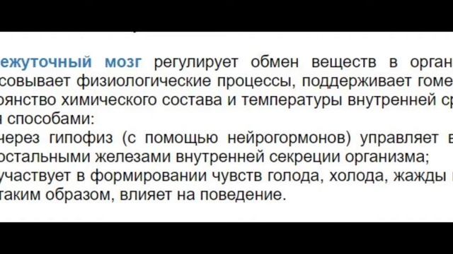 Лёгкий способ запомнить функции промежуточного мозга  продолговатый мозг бонус. Теория и практика