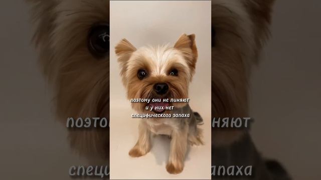 Собака для аллергиков ☝🏻 #собаки #стрижкасобак #йоркширскийтерьер