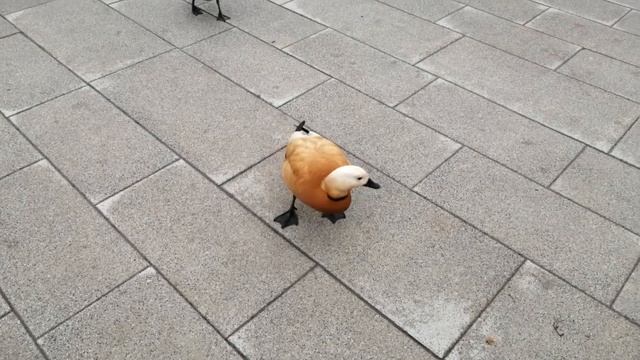 Огари оголодали#город#паркимосквы#карантин#москва#огари#утки#несидимдома#ходынка#весналето2020