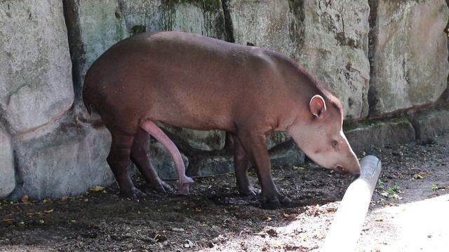 Tapir With A 5th ``leg``
