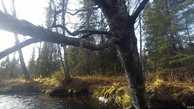 верх кутима