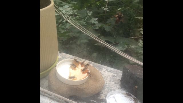 12 пчёл Марка