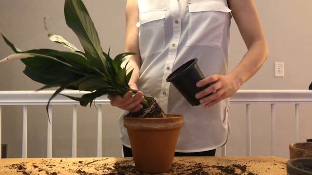 ASMR *no Talking* - Fast Tapping - Peace Lily Repotting