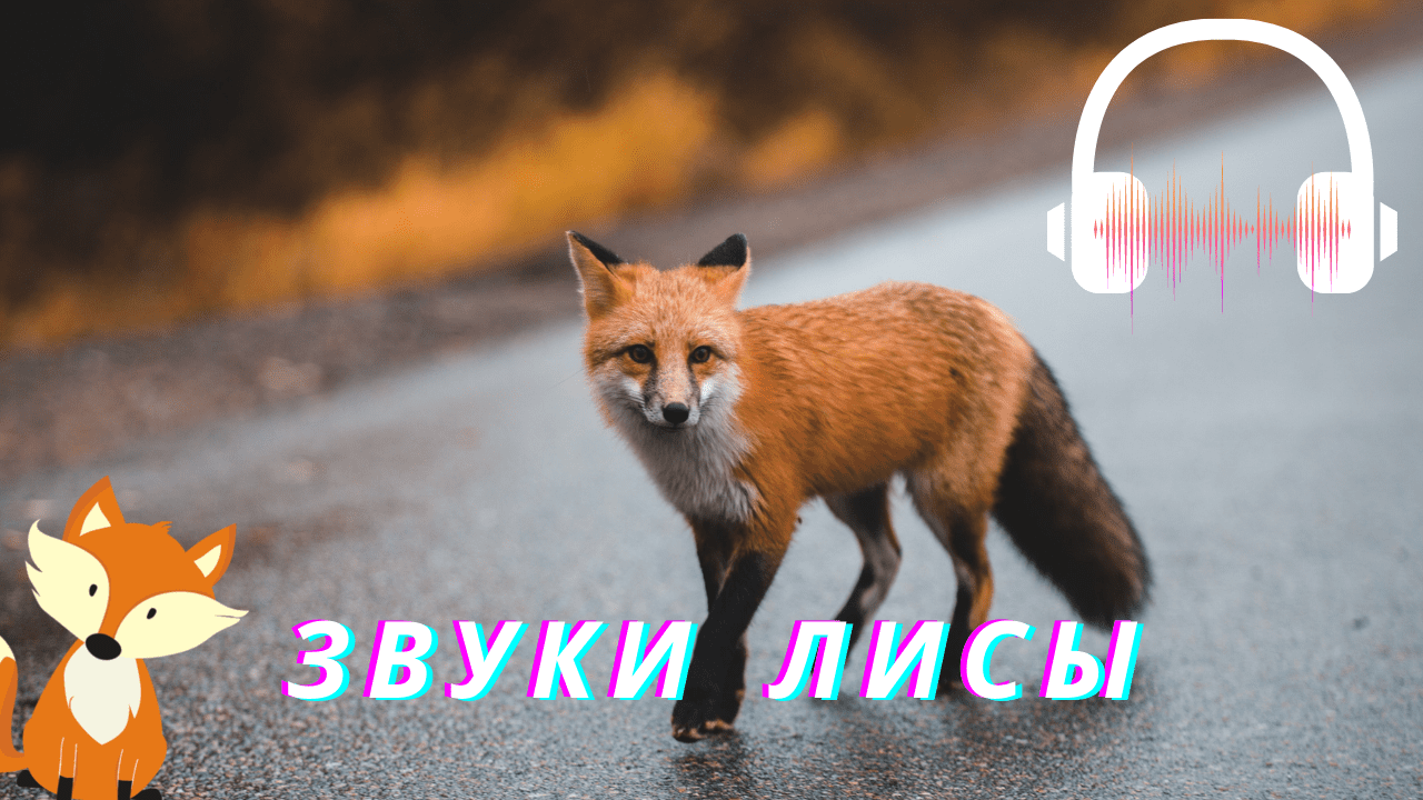 Фабрика звука