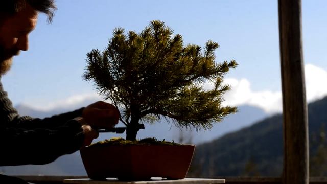 Nursery Grown Mugo Pine FULL Bonsai Styling - Arkefthos Bonsai
