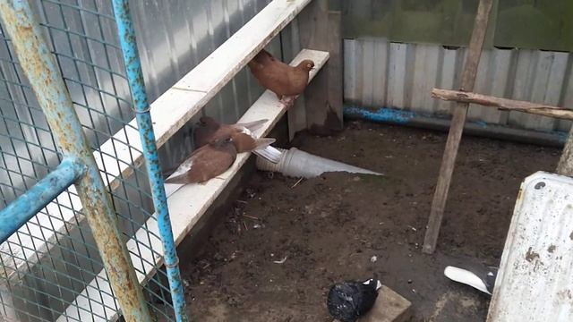 Голуби Чернигова