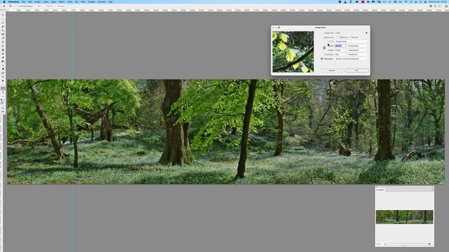 A 550 Megapixel Panoramic Forest Photo!