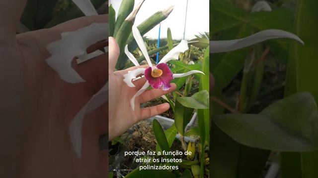 FLOR DA ORQUÍDEA CATTLEYA PURPURATA | Biólogo E Dr. Delio Jr.