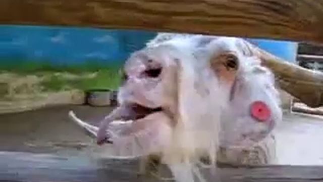 Ржачный козел.mp4