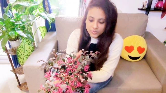 All About Chinese Fringe Flower Plants | Light, Fertilizer, Water, Propagation Etc. |