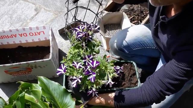 Tutto Sulla Surfinia La Regina Dei Balconi