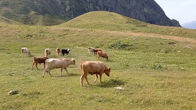 Священные животные в море гор...
