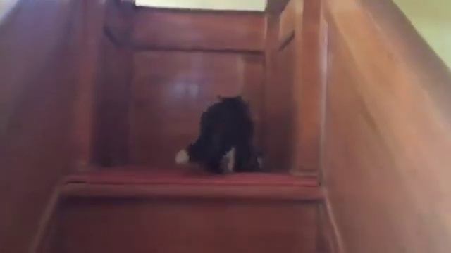 Кошка принесла котят в мечеть. Никто их не прогоняет ❤