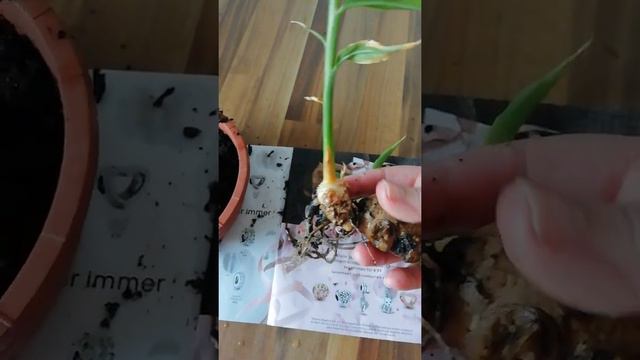 Выращивание имбиря в домашних условиях.