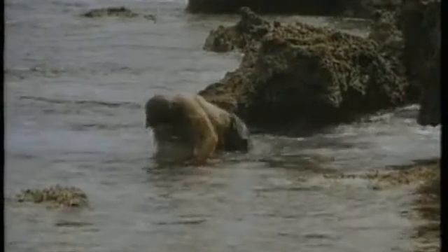 Robinson Crusoe  Робинзон Крузо 1997 Bg sub trailer