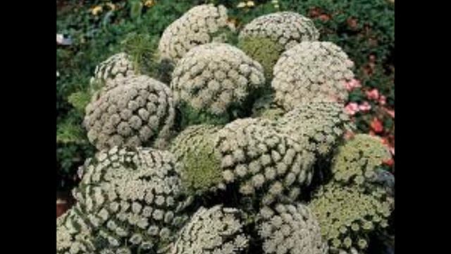 Ammi Visnaga O Bisnaga