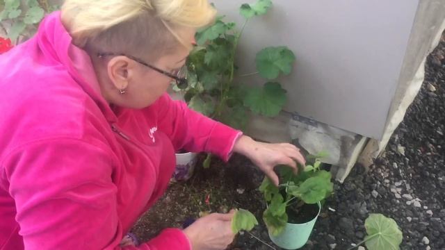 ✅МОИ ЛЮБИМЫЕ БЛАГОРОДНЫЕ ГЕРАНИ✅ ЦВЕТОЧНАЯ СТРЕЛКА ОРХИДЕИ✅