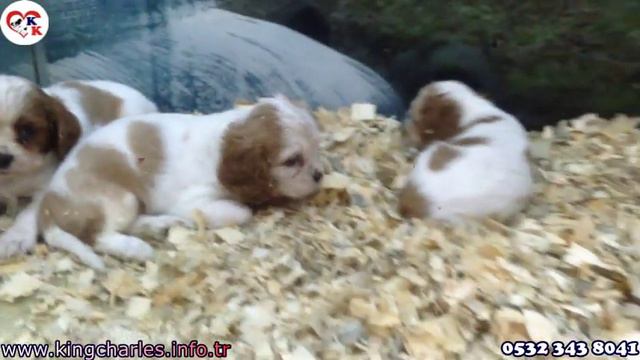 Cavalier Köpek - Kingcharles.info.tr