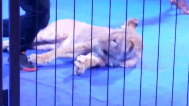 8386c99a5e20e628a77dc070795cde0c