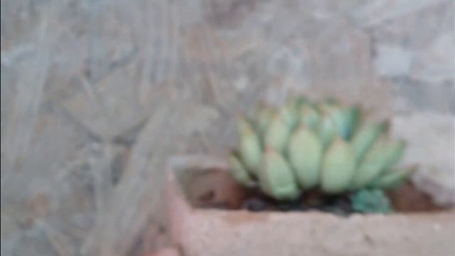 || THIS SMALL MISTAKE CAN PUT YOUR SUCCULENT AT RISK OF ROT || SUCCULENT CLEANING AND MAINTENANCE |