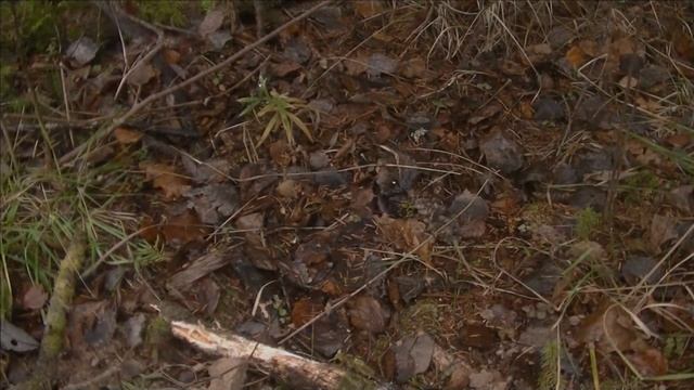 По следам дырявой Елизаветы