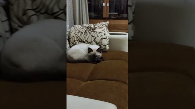 следим за катом