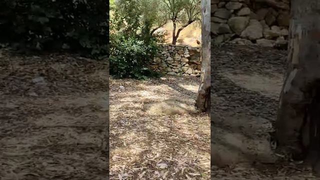 Ручей в Израиле