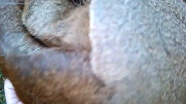 Шапка из какого-то меха